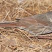 Fox Sparrow